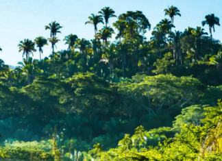 Liderazgo femenino indígena salva de extinción a comunidad amazónica