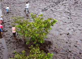 Guardianas del manglar en Colombia siembran semillas