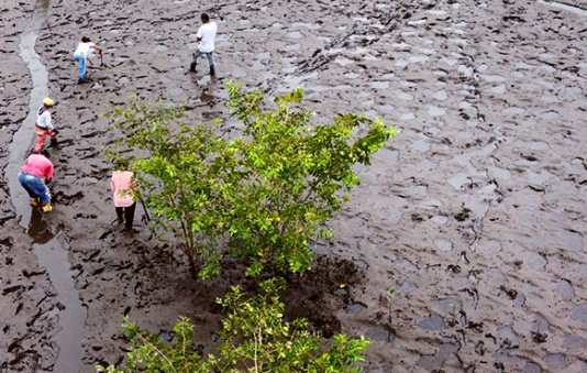 Guardianas del manglar en Colombia siembran semillas