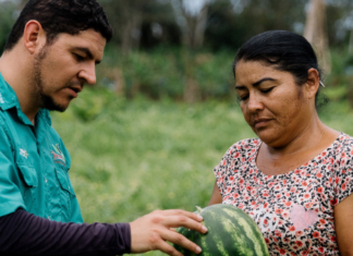 Productores de Talamanca aumentan producción de plátanos en un 900%