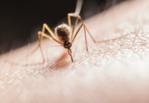 ¿Por qué me pican los mosquitos más que a otras personas?