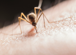 ¿Por qué me pican los mosquitos más que a otras personas?