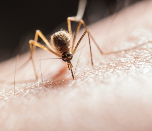 ¿Por qué me pican los mosquitos más que a otras personas?