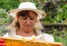 Mujeres convierten la protección de las abejas nativas en una herramienta para conservar la biodiversidad