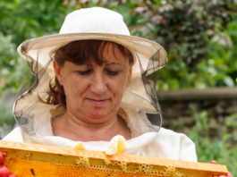 Mujeres protegen las abejas nativas como herramienta para conservar la biodiversidad