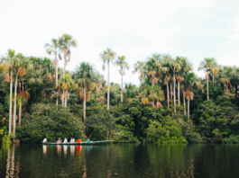 Ana Luisa Ríos escribe la Amazonía desde la memoria de quienes la habitan
