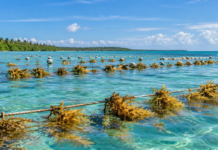 En Belice, las mujeres cultivan una nueva economía en el mar