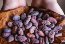 Las mujeres que transforman el cacao nicaragüense