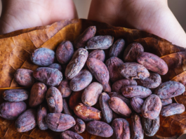 Las mujeres que transforman el cacao nicaragüense