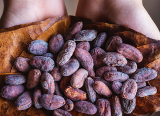 Las mujeres que transforman el cacao nicaragüense